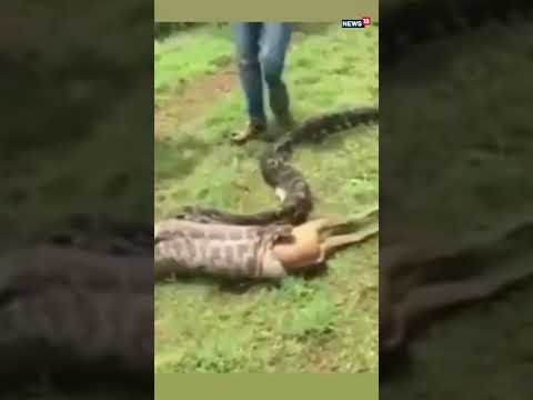 Python Swallowing A Whole Deer Within Seconds | #shorts | #viralvideo | News18