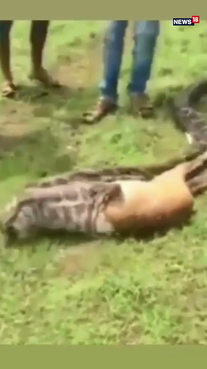 Python Swallowing A Whole Deer Within Seconds | #shorts | #viralvideo | News18