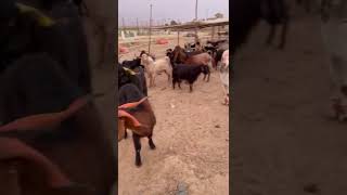 Quetta Bakra Mandi Bakra Eid 2022 Pakistan