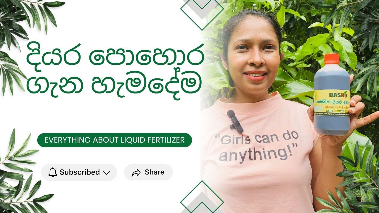 Best Time to Apply & All Other Details About Liquid Fertilizer/දියර පොහොර යෙදිමට සුදුසු වෙලාව දන්නවද