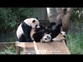250511 우당탕탕 행복과 사랑이 넘치는 바오걸즈