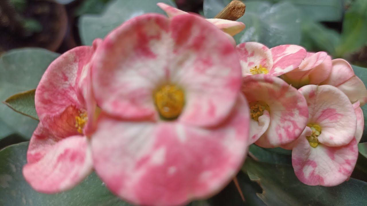 Tayland millileri çok güzeller 😍 satışta neler kaldı ❓