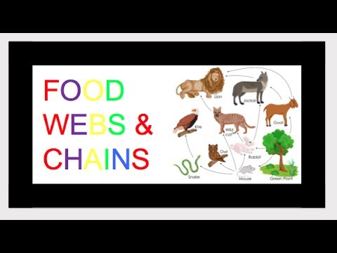 Food Chains and Food Webs for Kids KIDZVIDZ