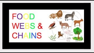 Food Chains and Food Webs for Kids ***KIDZVIDZ***