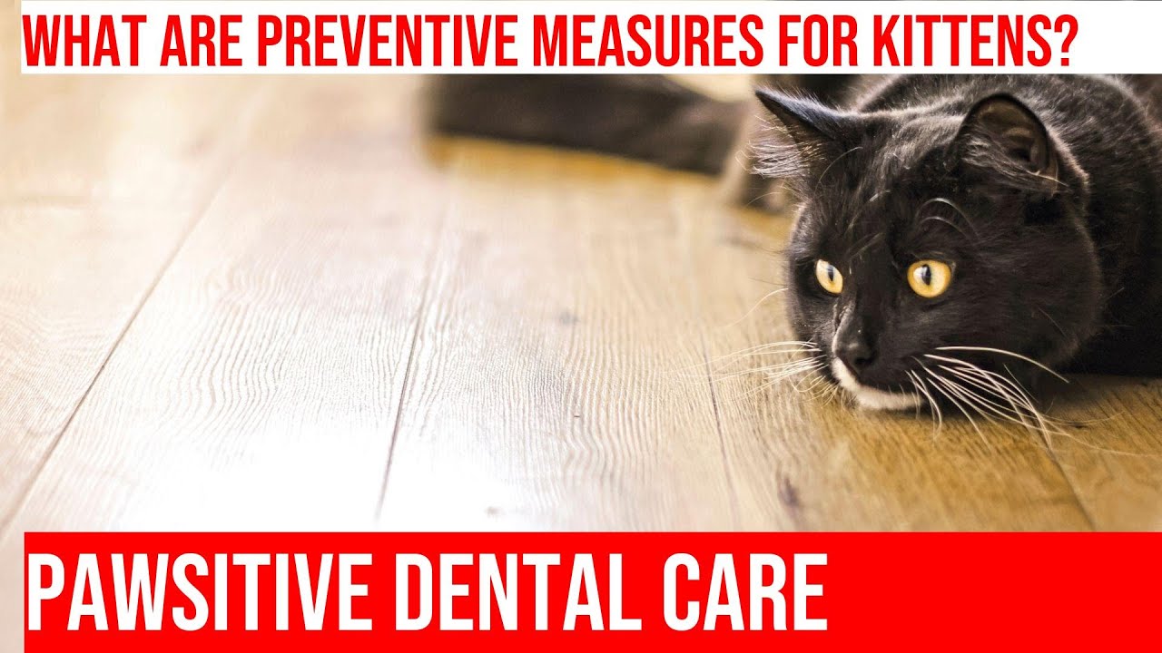 Caring for Your Kitten's Teeth Preventing & Treating Common Dental Issues YouTube