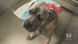 Dog Bite Attack In Fort Lauderdale Sends Two People To Hospital