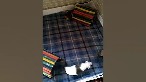 Guinea pig cage clean