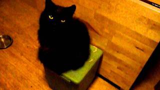fraggle cat conducting.MOV