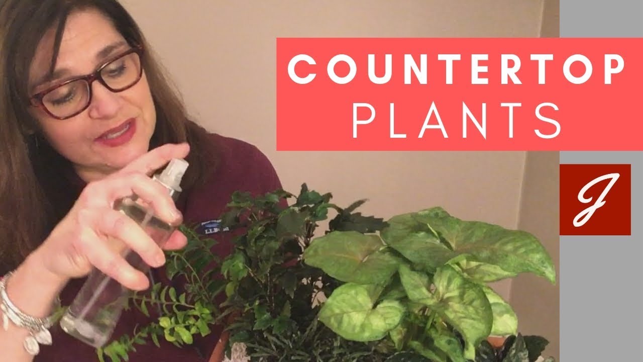 Cute Kitchen Countertop Plants