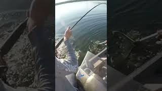 Giant musky comes off right at THE BOAT..