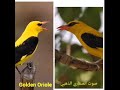 صوت الصفاريمجرب للصيدGolden Oriole song