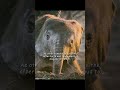 Capture de la vidéo Only With Exceptional Parenting Skills Can The Baby Elephant Make This Journey Safely. #Wildlife