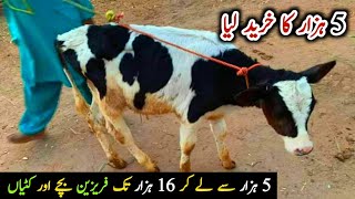 Only 5K Friesian Cow Baby Calf & Buffalo Calf Rates |  Taxila Cow Mandi 2021