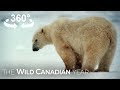 An Up-Close Encounter with Bratatouille, a Bold Polar Bear in Churchill Manitoba (360 Video)