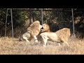 Чип и Дейл спешат на ... драку с Малышом. Львы. Тайган. Lion morning in the savannah of Taigan.