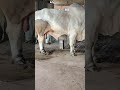 Kaptian Brahman by Alhaiwan sires