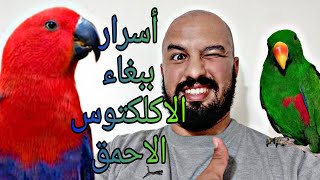 أسرار ببغاء الاكلكتوس و مميزاته perroquet eclectus #perouqet# الببغاء#