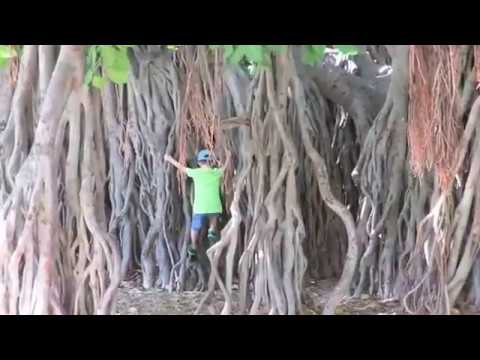 kids-enjoy-one-of-hawaii's-largest-banyan-trees,-honolulu-hawaii.