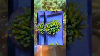 Show Hàng Tuyệt Đẹp Ồcábiển