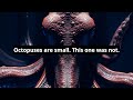 Octopuses are small. This one was not #shorts