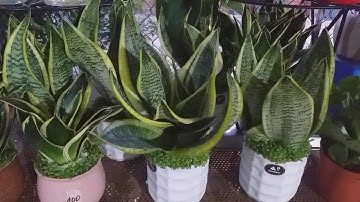 Cây lưỡi hổ có tác dụng thanh lọc khôg khí, cải thiện khôg gian sống, hấp thụ tốt độc tố gây ung thư