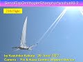 サーボ駆動翼竜型羽ばたき機 ServoFlapOrnithopter Rhamphorhynchus93-3 29g 21th Flight
