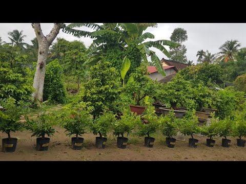Video 20/07 /22..ĐÃ BÁN HẾT 13..... CÂY CÚC THỌ HƯƠNG 550K... - youtube