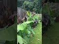 Which transition is your favorite blackgardener planttok colocasia topicalplants elephantears