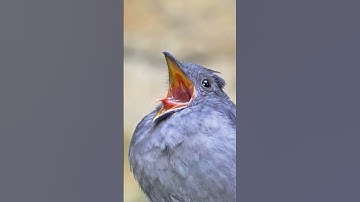 Thumbnail of Most dangerous bird in the world voice #facts #shorts #yrending #nsmns