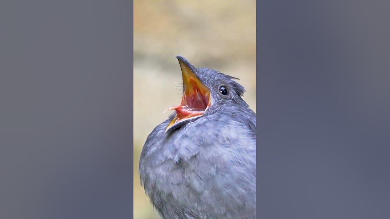 Most dangerous bird in the world voice #facts #shorts #yrending #nsmns