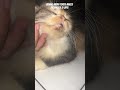 buang muka  #cat #funny #cute #pets #catshorts #cutecat #viralvideo #youtubeshorts #kitten #kucing