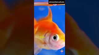 Do goldfish really only have a 3-second memory? Wealth