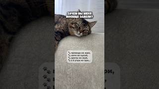 Зачем вы меня завели?! 😼 #cat #приколыскотами #смешныекоты #котя #юмор