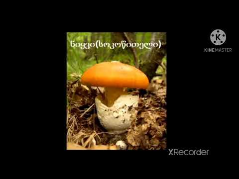 საკვებად ვარგისი სოკოები GE