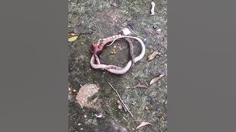 cuộc chiến của rết và rắn độc