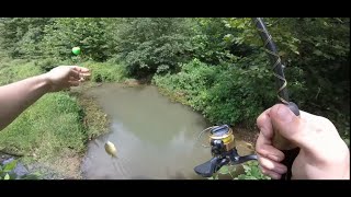 Bluegill Fishing In The Creek For Bait
