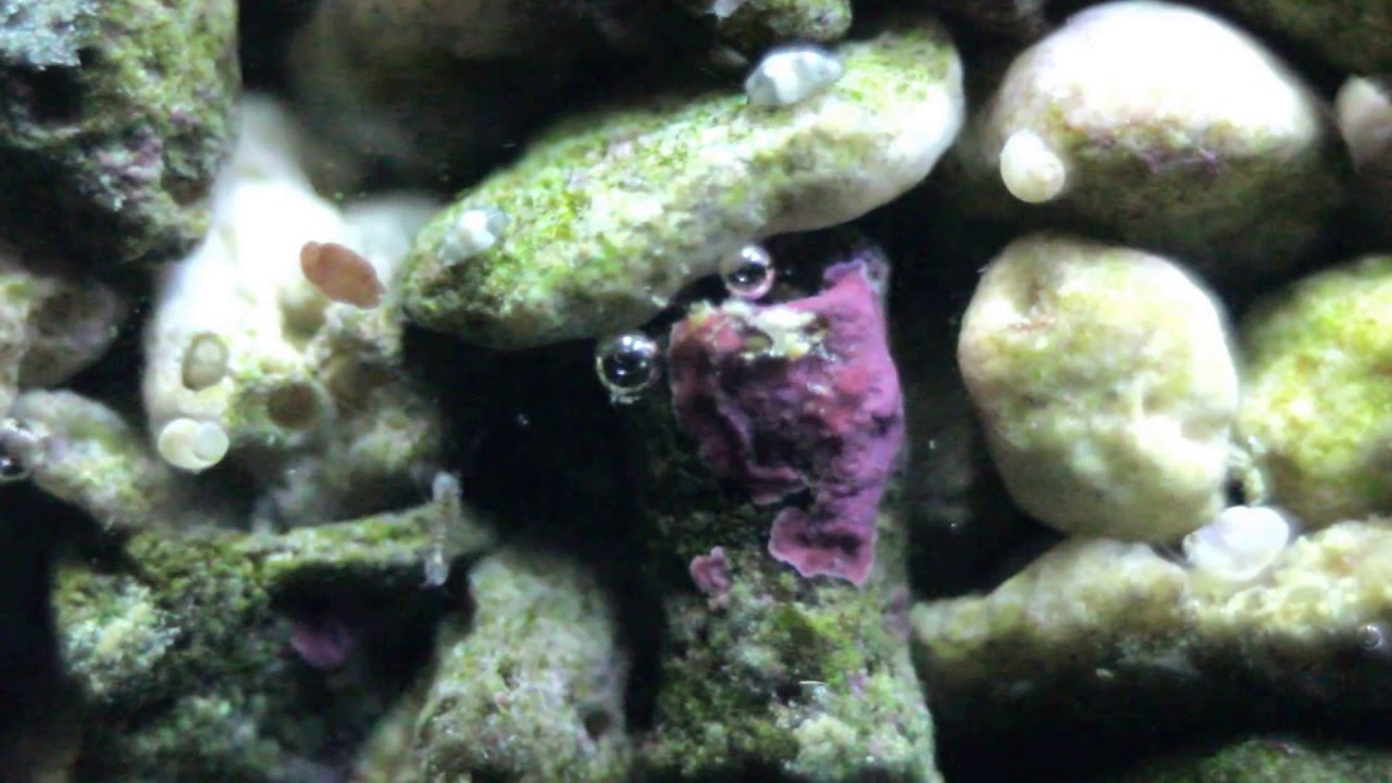 Le rocher de Stomias - 25