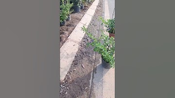 Bán cây chuỗi ngọc hoa tím cây đang hoa đẹp 0977973535