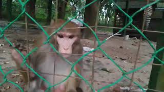 Monkey 🐒 || বানর || Cute Monkey || #hello_vet #hellovet