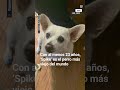 🐶 Con al menos 23 años, ‘Spike’ es el perro más viejo del mundo