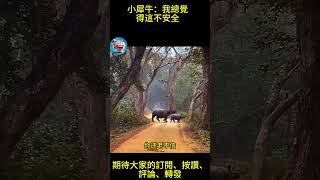 搞笑動物系列第1237集   小犀牛：我總覺得這不安全#funny kompilasi kucing lucu#animals  #搞笑视频 #寵物友善日常 #animals #cat #萌宠