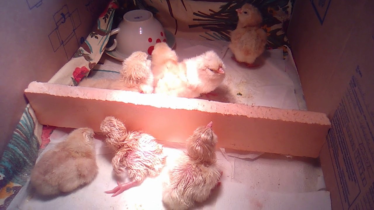 Цыплята из инкубатора первые дни