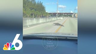 Video shows alligator crossing Dolphin Expressway by NBC 6 South Florida 1,885 views 5 days ago 20 seconds