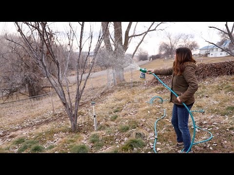 Video: How To Spray Fruit Trees In Autumn