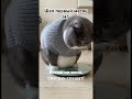 Не встаем на весы!😁 #cat #нейрокотики #мем #видосыоткота #веселыекоты #фитоняшки #фитнес #кот