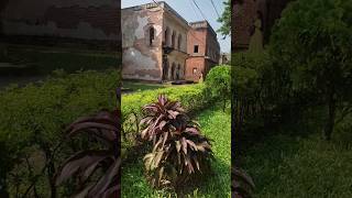 বিটপি বা অগ্নীস্বর পাতাবাহার cordyline plants viral leafly (পানাম সিটির পাতা বাহার)