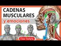 🛑 Cadenas Musculares y EMOCIONES 👉¿Qué tienen en común todas las cadenas? ⛩ YOGA TERAPEUTICO