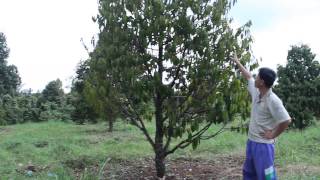 012829999 Durian 10 EX-M
