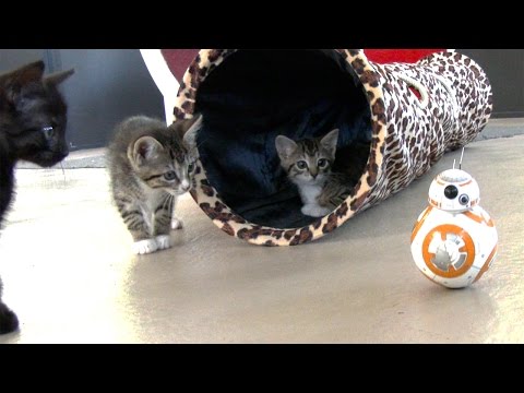 Kittens VS Star Wars BB8 Droids