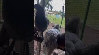Ameraucana is such a social chickens…… #backyardchickens #ameraucana #chicken #bedtimestories